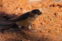Rötelschwalbe, Cecropis daurica (2)