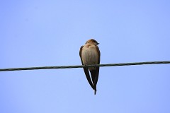 Rötelschwalbe, Cecropis daurica (3)