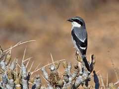 Raubwürger, Lanius excubitor koenigi (1)