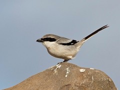 Raubwürger, Lanius excubitor koenigi (2)
