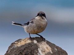 Raubwürger, Lanius excubitor koenigi (3)