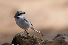 Raubwürger, Lanius excubitor koenigi (4)