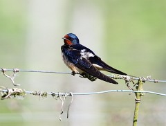 Rauchschwalbe, Hirundo rustica (1)