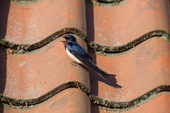 Rauchschwalbe, Hirundo rustica (2)