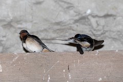 Rauchschwalbe, Hirundo rustica (3)