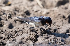 Rauchschwalbe, Hirundo rustica (4)