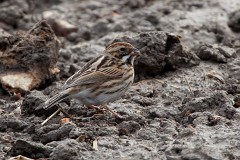 Rohrammer, Emberiza schoeniclus (1)