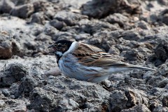 Rohrammer, Emberiza schoeniclus (2)