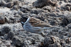 Rohrammer, Emberiza schoeniclus (3)
