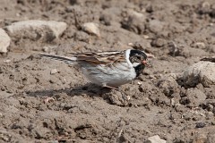 Rohrammer, Emberiza schoeniclus (4)