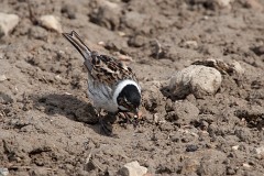 Rohrammer, Emberiza schoeniclus (5)