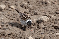 Rohrammer, Emberiza schoeniclus (6)