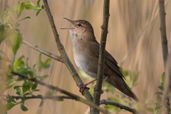 Rohrschwirl, Locustella luscinioides (1)