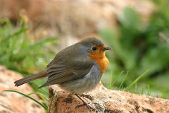 Rotkehlchen, Erithacus rubecula (1)