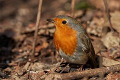 Rotkehlchen, Erithacus rubecula (2)