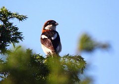 Rotkopfwürger, Lanius senator badius (1)