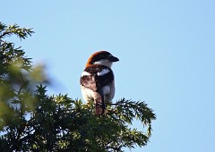 Rotkopfwürger, Lanius senator badius (2)