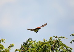 Rotkopfwürger, Lanius senator badius (3)