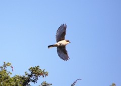 Rotkopfwürger, Lanius senator badius (4)