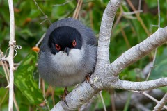 Samtkopfgrasmücke, Sylvia melanocephala (1)