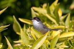 Samtkopfgrasmücke, Sylvia melanocephala (2)