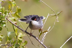 Samtkopfgrasmücke, Sylvia melanocephala (3)