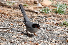 Samtkopfgrasmücke, Sylvia melanocephala (4)