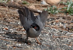 Samtkopfgrasmücke, Sylvia melanocephala (5)
