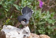 Samtkopfgrasmücke, Sylvia melanocephala (6)