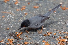 Samtkopfgrasmücke, Sylvia melanocephala (7)