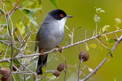Samtkopfgrasmücke, Sylvia melanocephala (8)