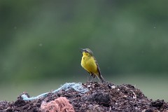 Schafstelze, Motacilla flava (1)