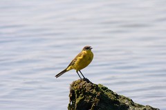 Schafstelze, Motacilla flava (2)