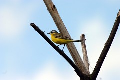 Schafstelze, Motacilla flava (3)