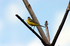 Schafstelze, Motacilla flava (4)