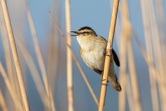 Schilfrohrsänger, Acrocephalus schoenobaenus (1)