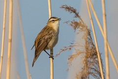 Schilfrohrsänger, Acrocephalus schoenobaenus (2)