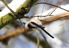 Schwanzmeise, Aegithalos caudatus , Nr.1