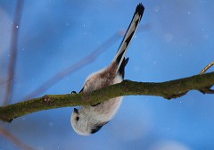 Schwanzmeise, Aegithalos caudatus , Nr.2