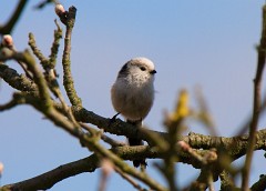 Schwanzmeise, Aegithalos caudatus europaeus, Nr.1
