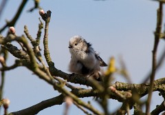 Schwanzmeise, Aegithalos caudatus europaeus, Nr.2