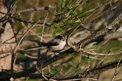 Schwanzmeise, Aegithalos caudatus irbii, Nr.1