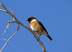 Schwarzkehlchen, Saxicola torquatus rubicola (2)
