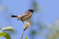 Schwarzkehlchen, Saxicola torquatus rubicola (3)