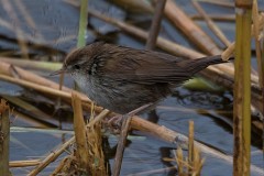 Seidensänger, Cettia cetti (1)