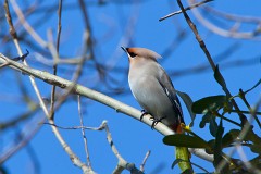 Seidenschwanz, Bombycilla garrulus (1)