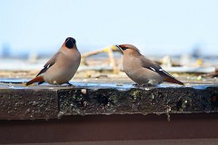 Seidenschwanz, Bombycilla garrulus (2)