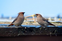 Seidenschwanz, Bombycilla garrulus (3)