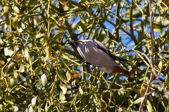Seidenschwanz, Bombycilla garrulus (4)