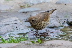 Singdrossel, Turdus philomelos (1)